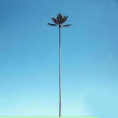 palm tree